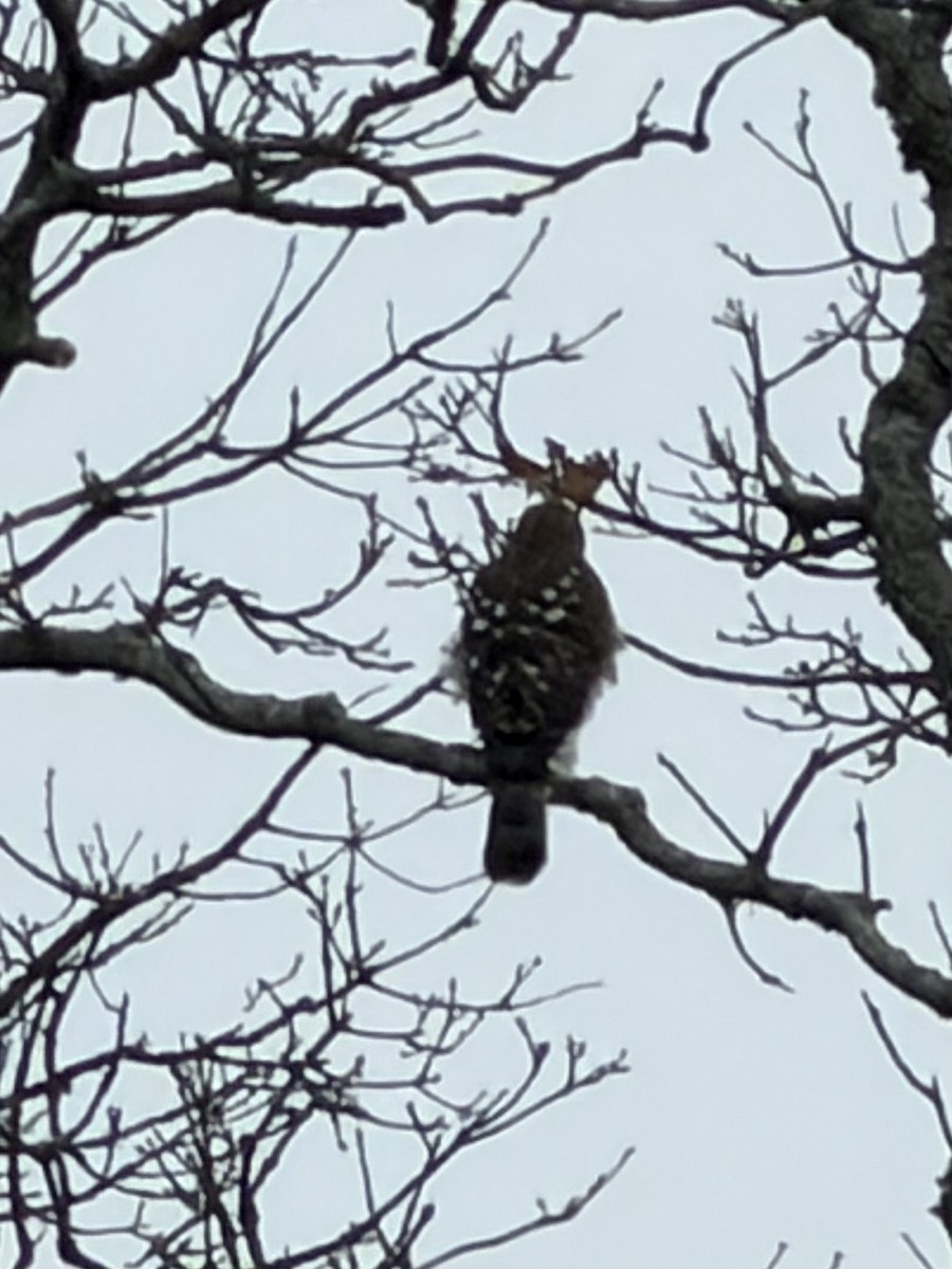 Cooper's Hawk - ML646128760