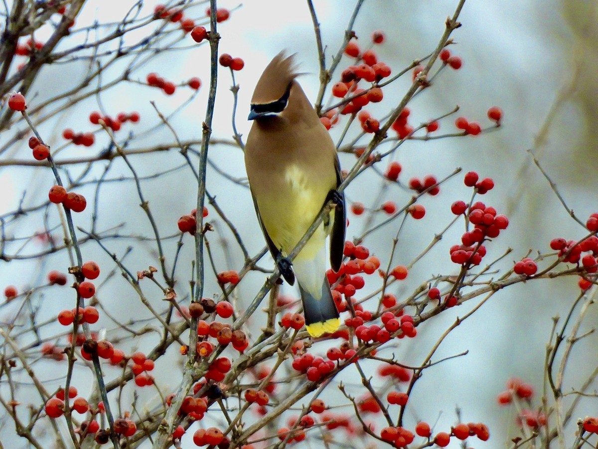 Cedar Waxwing - ML646128763