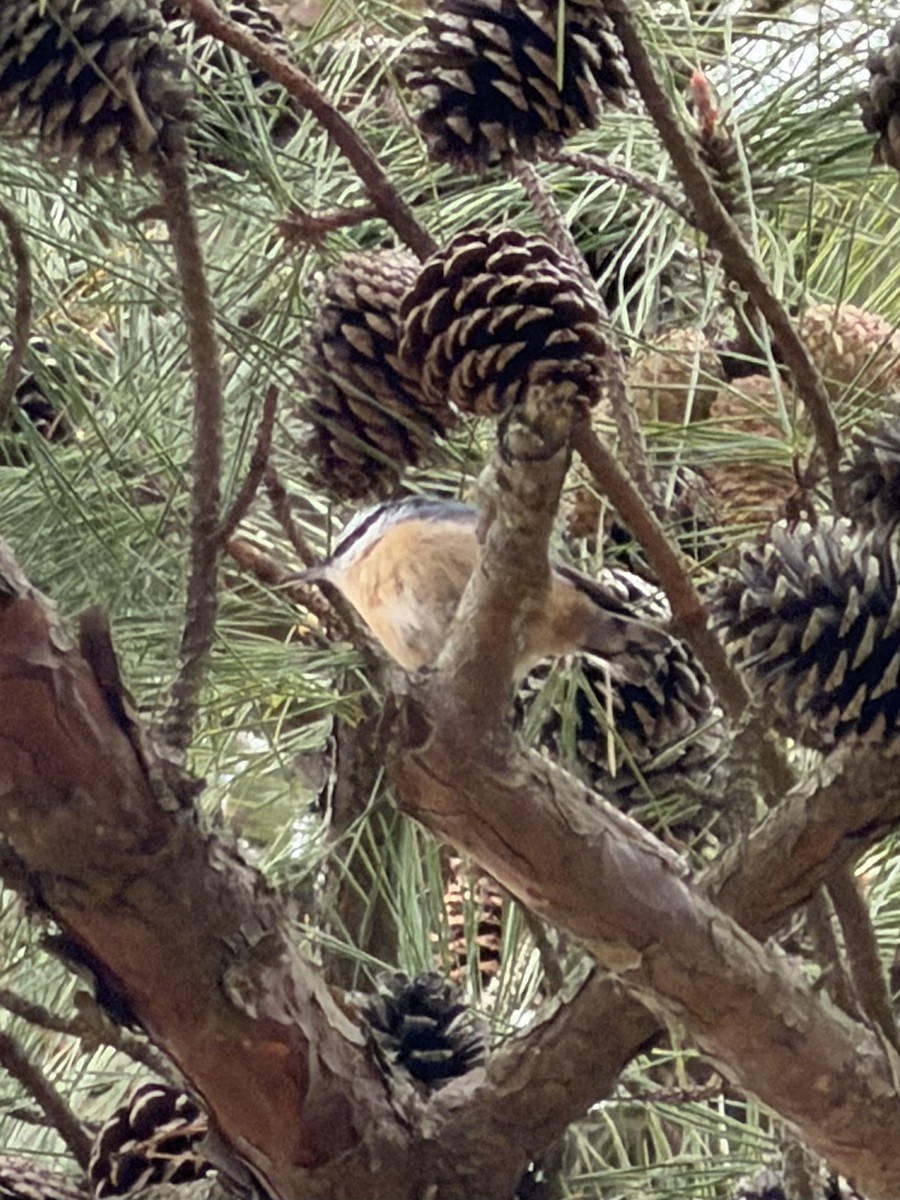 Red-breasted Nuthatch - ML646128764
