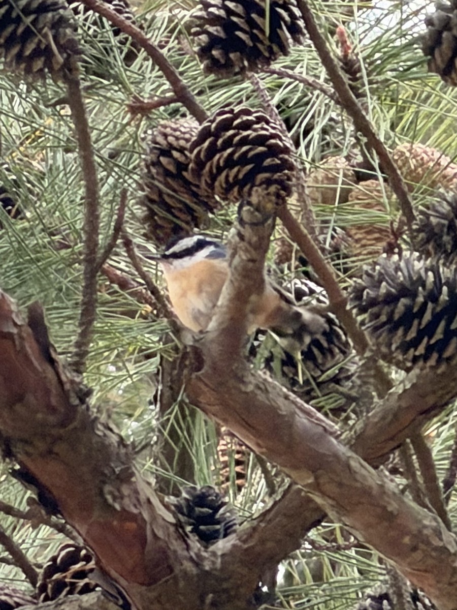 Red-breasted Nuthatch - ML646128765