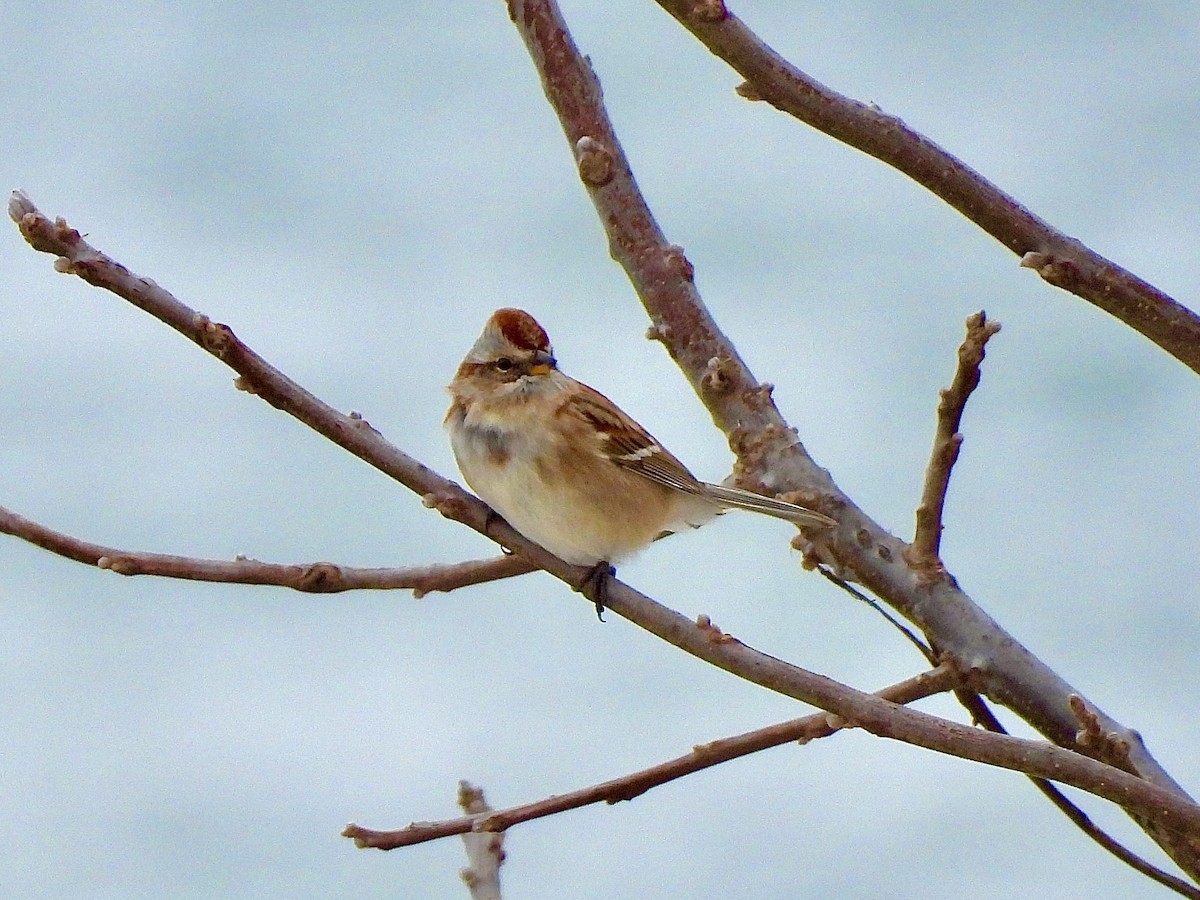 American Tree Sparrow - ML646128768