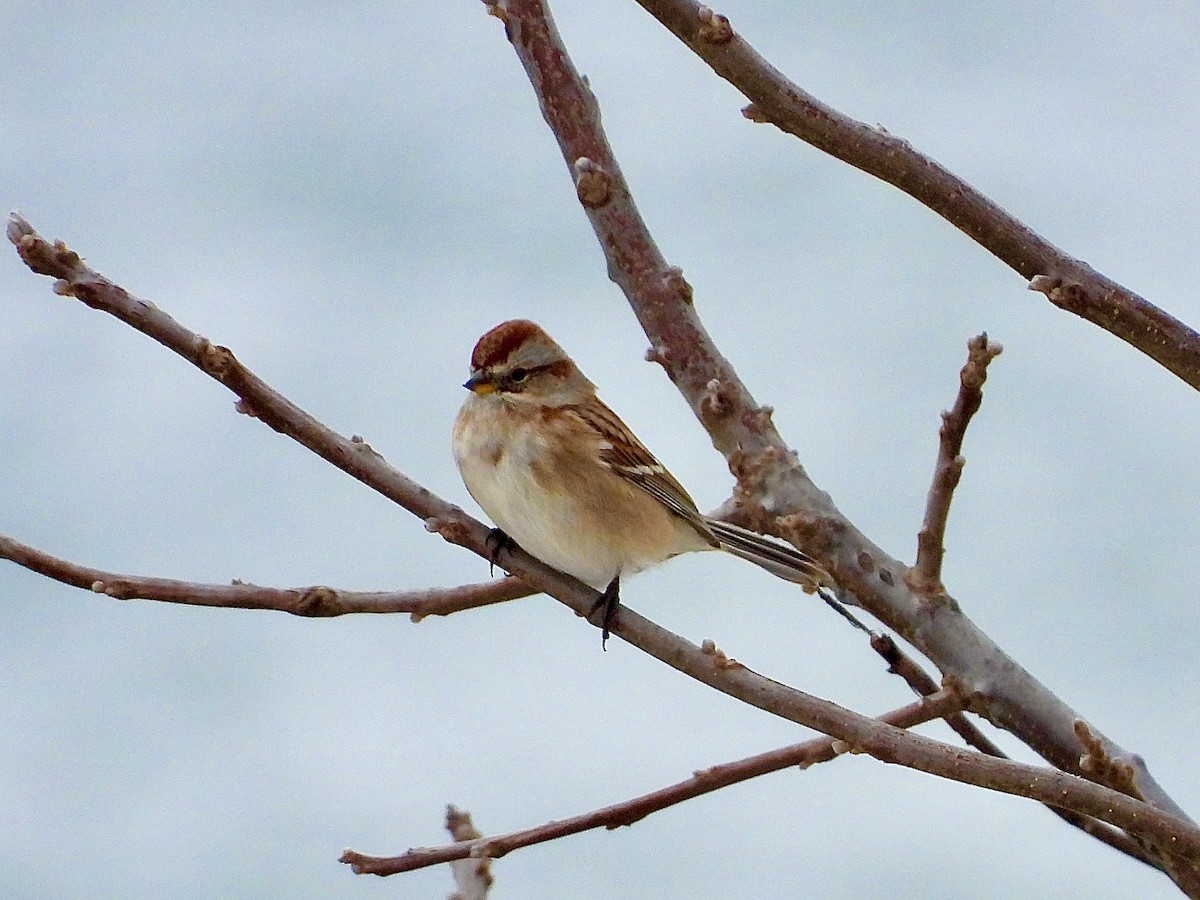 American Tree Sparrow - ML646128769