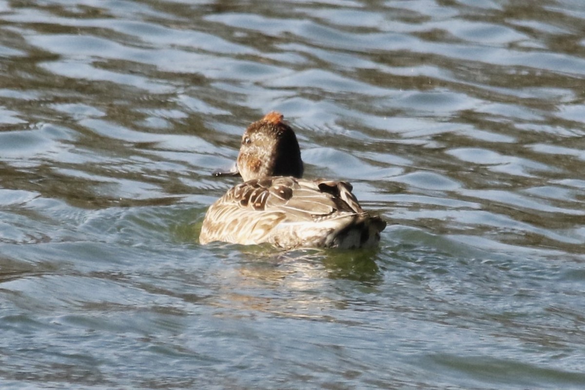 Green-winged Teal - ML646128770