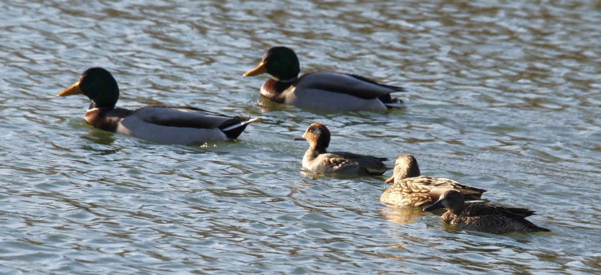Green-winged Teal - ML646128771