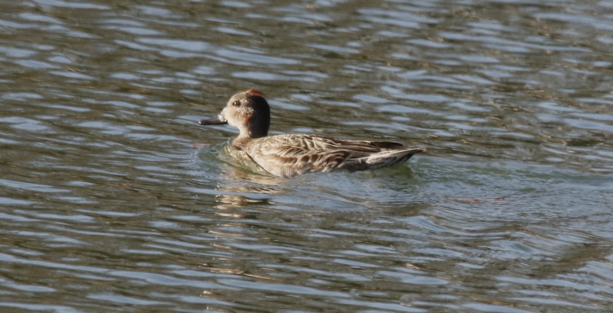 Green-winged Teal - ML646128772