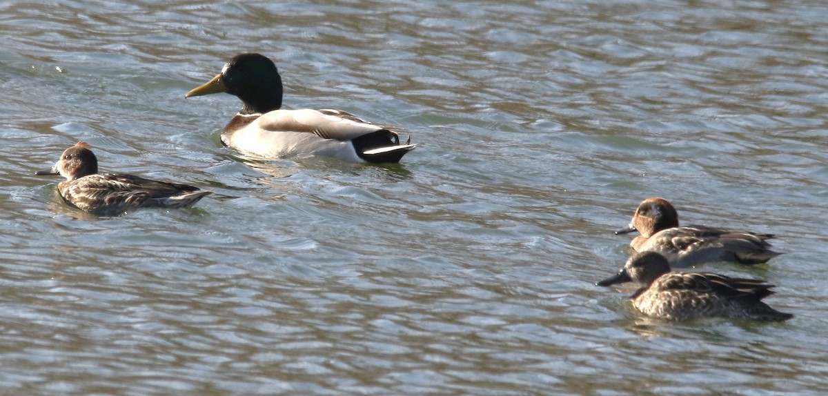 Green-winged Teal - ML646128773