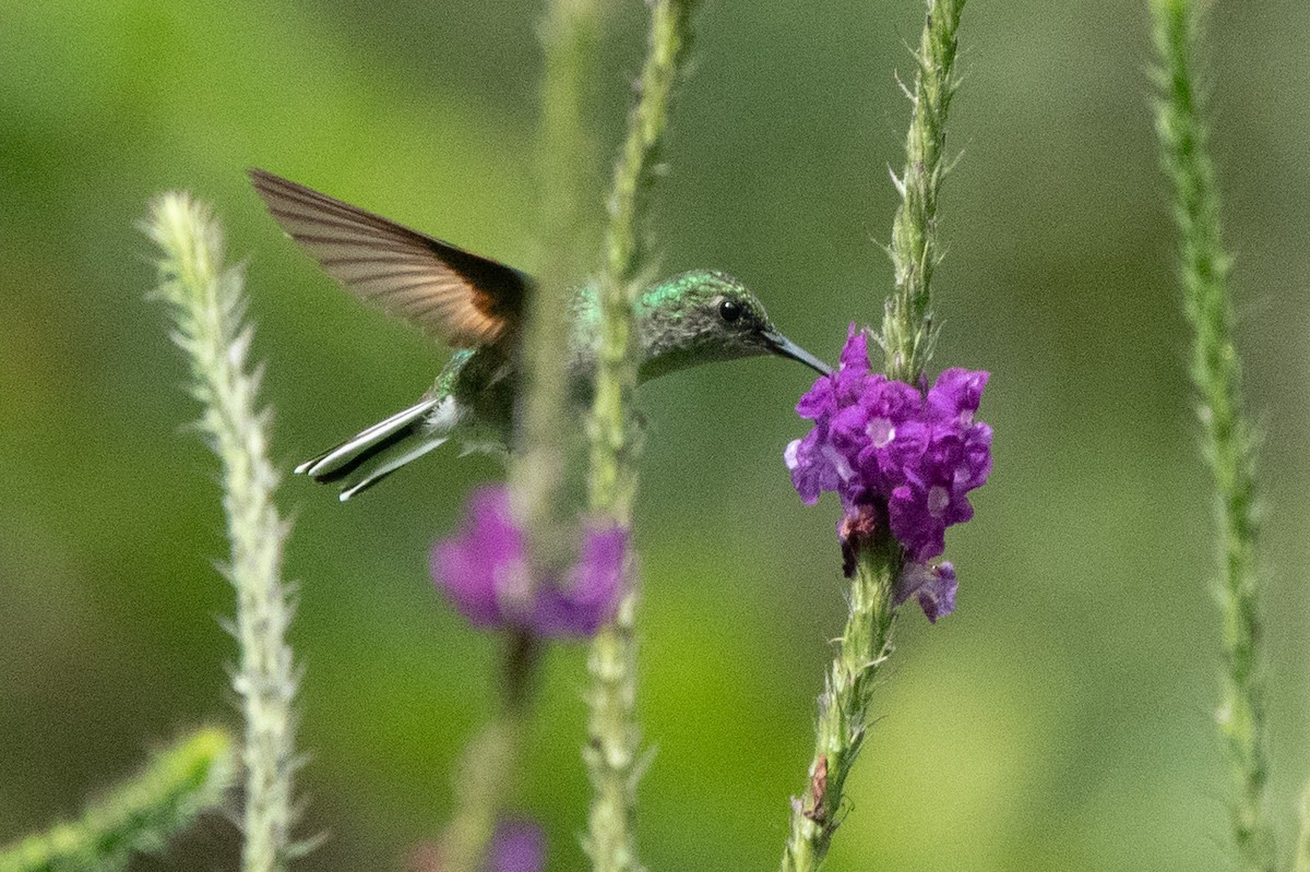 Black-bellied Hummingbird - ML646128774