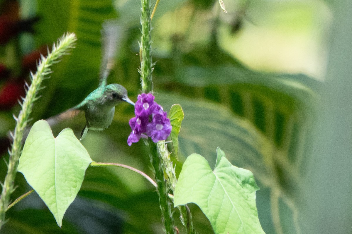 Black-bellied Hummingbird - ML646128775