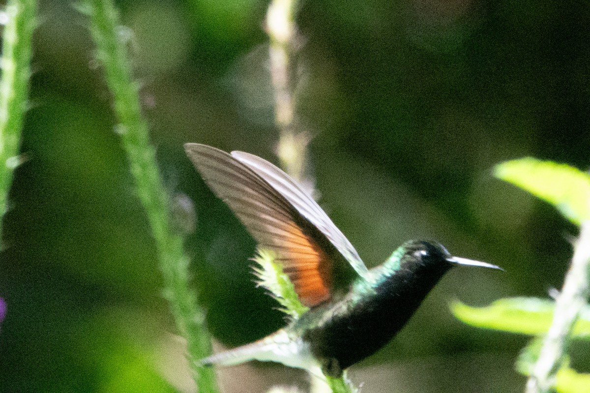 Black-bellied Hummingbird - ML646128776