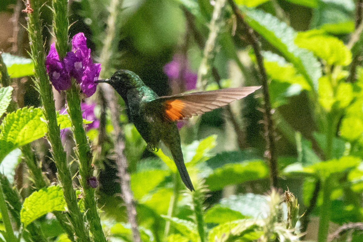 Black-bellied Hummingbird - ML646128777