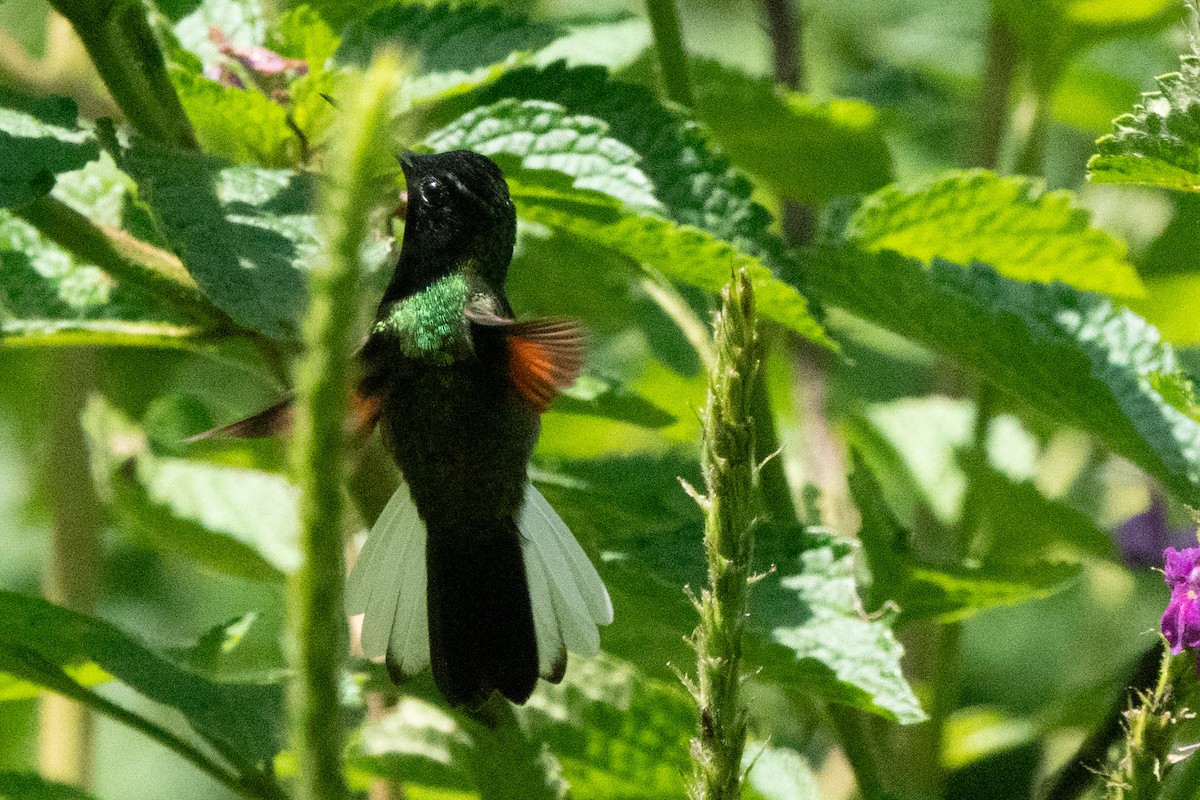 Black-bellied Hummingbird - ML646128778
