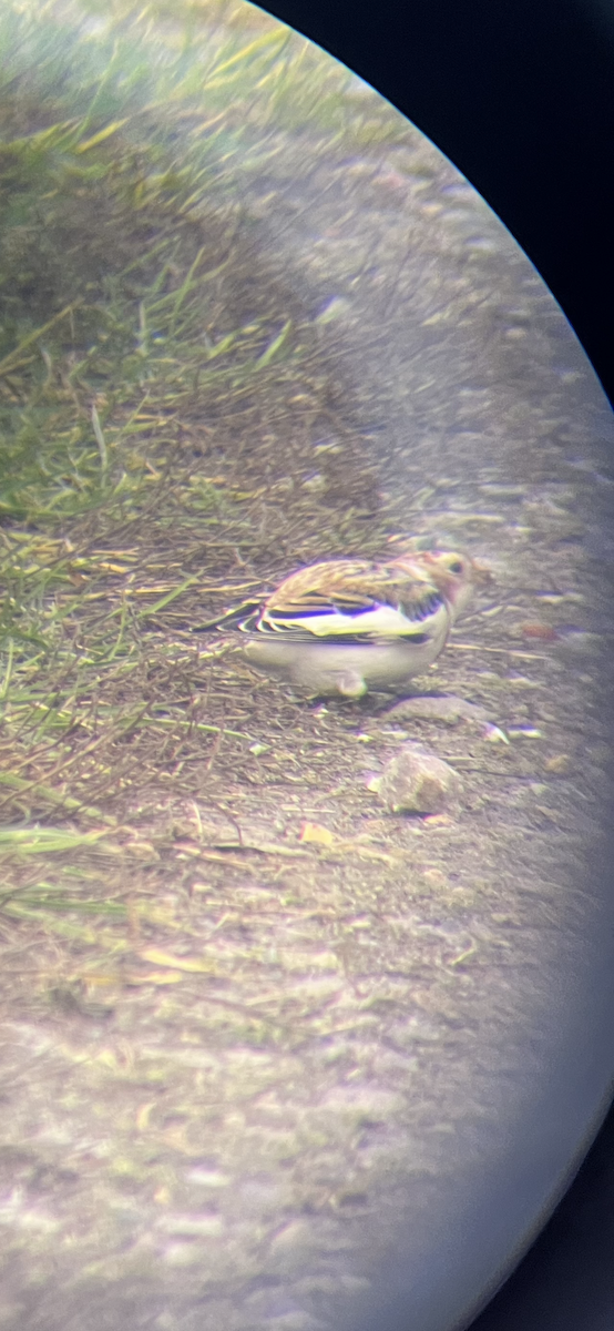 Snow Bunting - ML646128780
