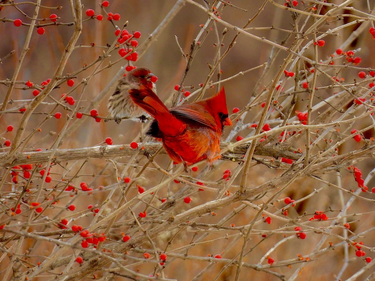 Northern Cardinal - ML646128783