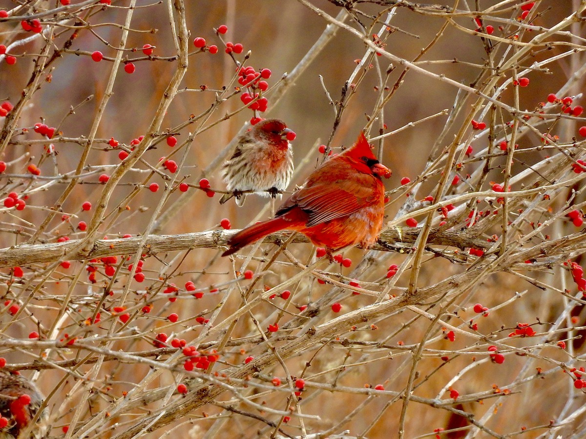 Northern Cardinal - ML646128784