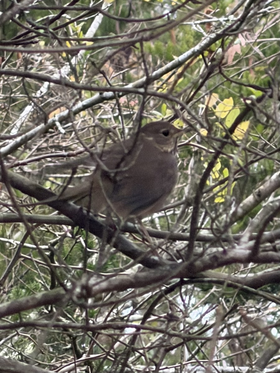 Hermit Thrush - ML646128785