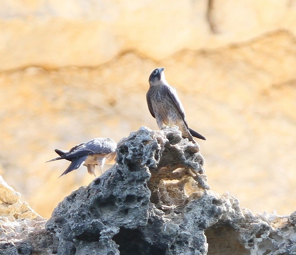 ostříž arabský - ML646128787