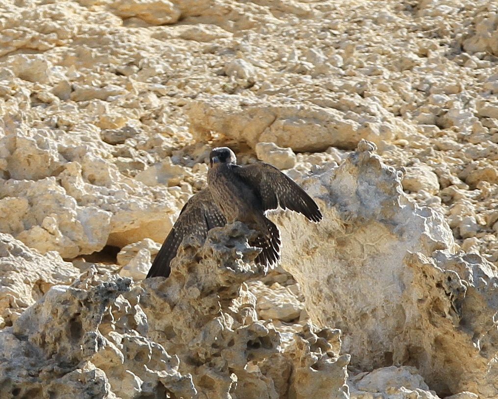 ostříž arabský - ML646128788