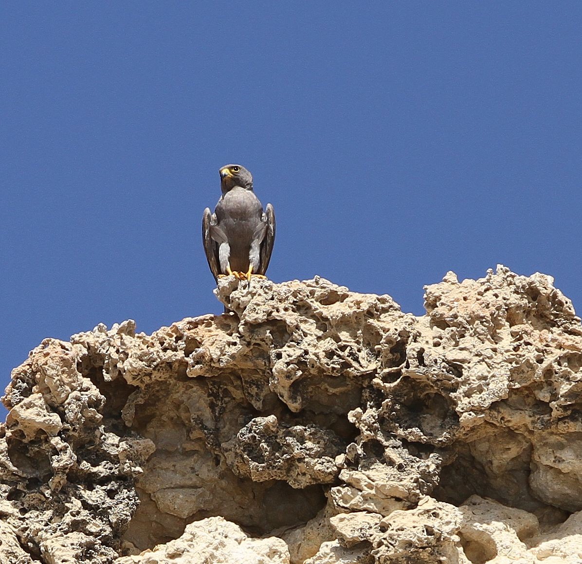 ostříž arabský - ML646128789