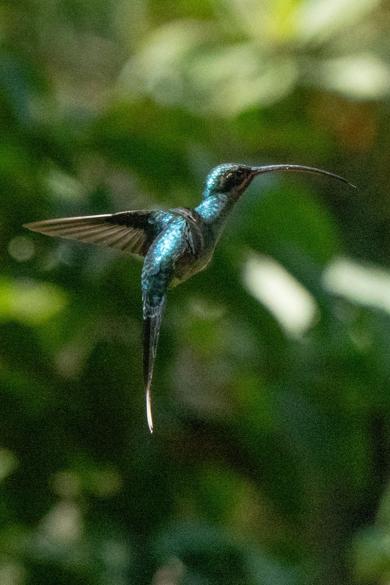 Green Hermit - ML646128793