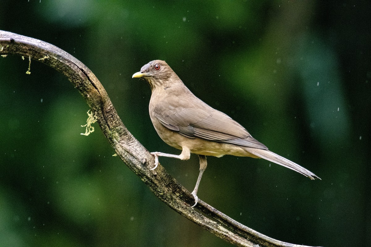 Clay-colored Thrush - ML646128808