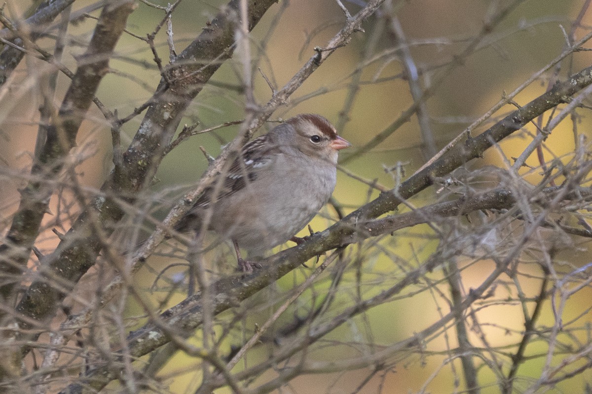 White-crowned Sparrow - ML646128810