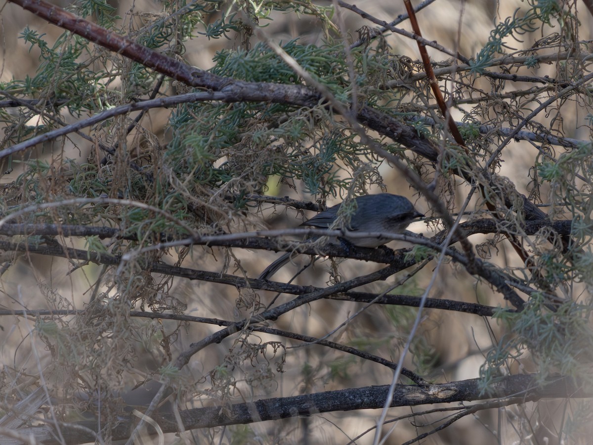 Bushtit - ML646128811