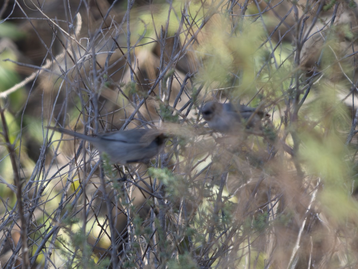 Bushtit - ML646128812