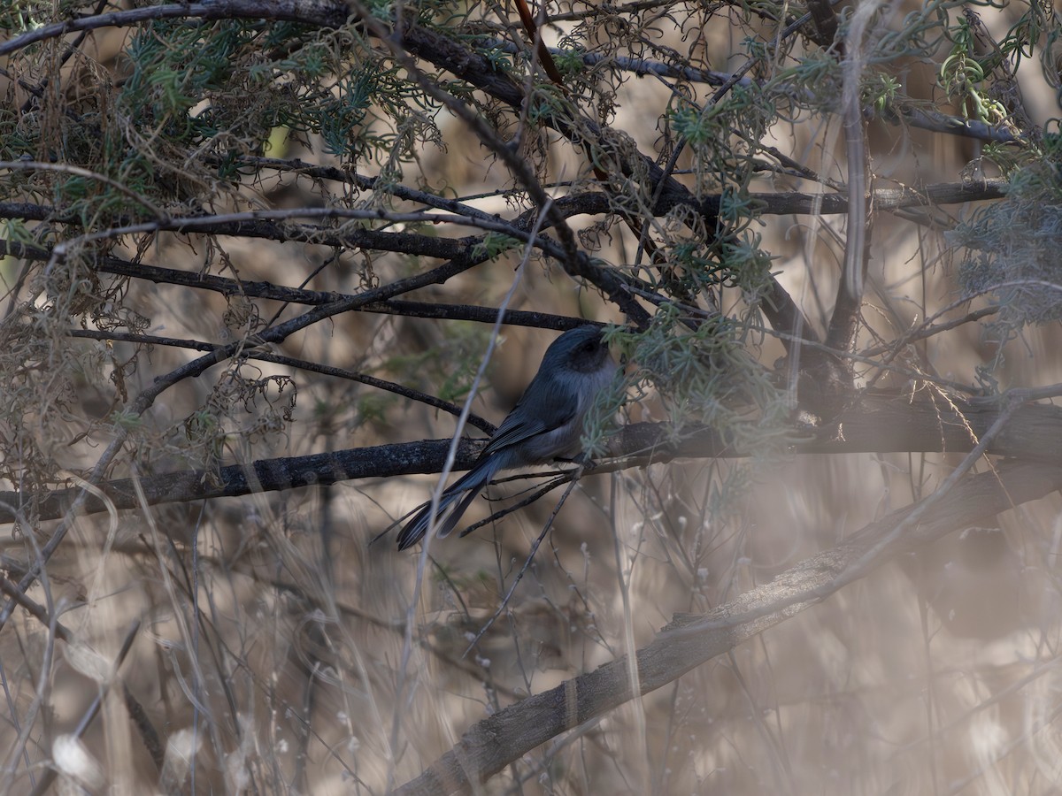 Bushtit - ML646128813