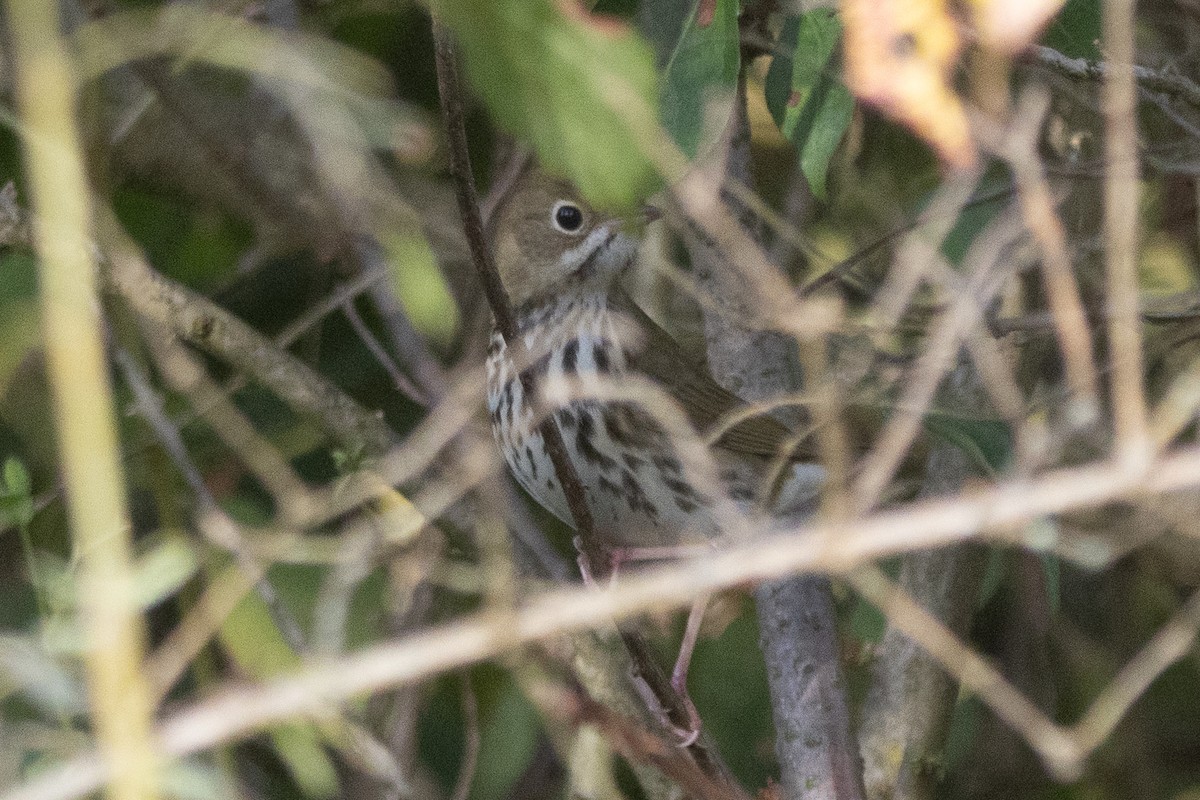 Ovenbird - ML646128814