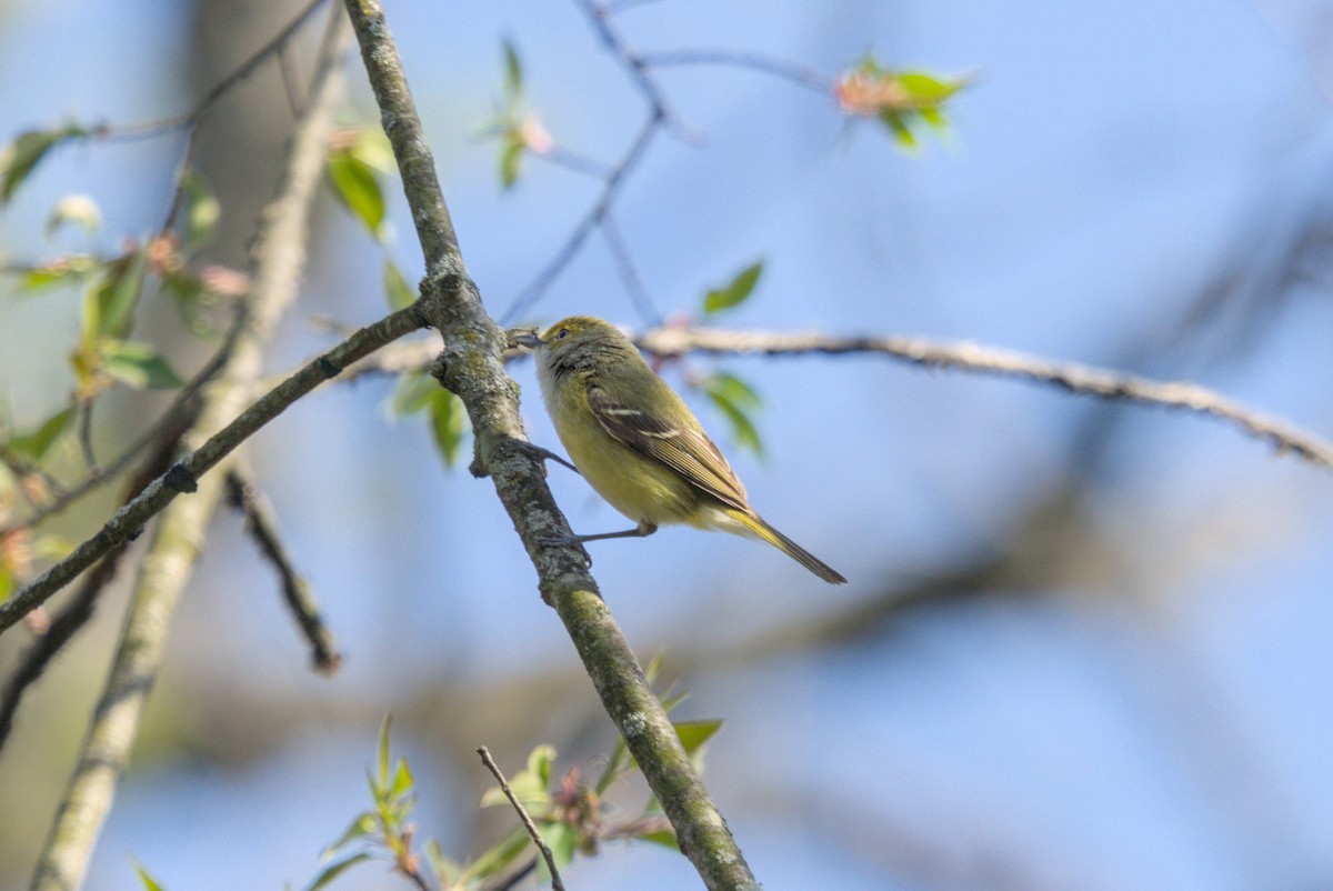 White-eyed Vireo - ML646128816