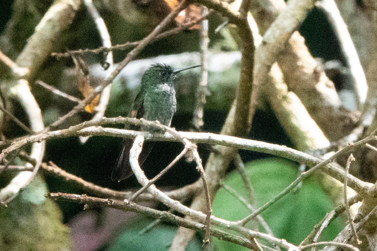 Green-crowned Brilliant - ML646128817