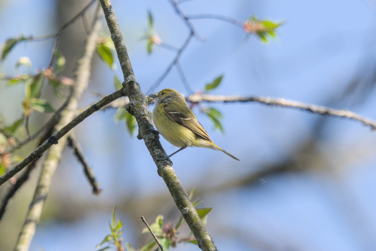 White-eyed Vireo - ML646128818