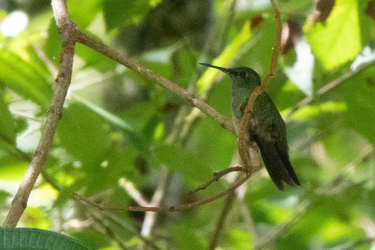 Green-crowned Brilliant - ML646128819