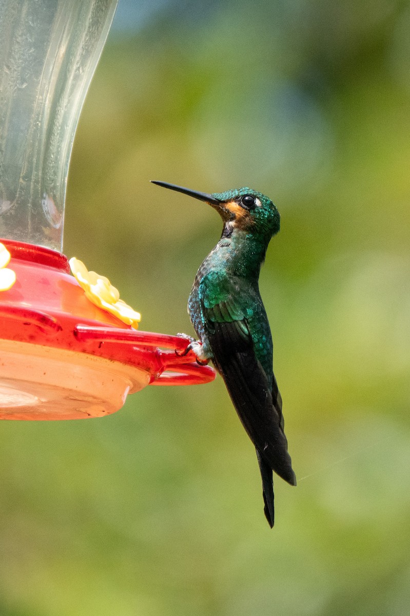 Green-crowned Brilliant - ML646128820