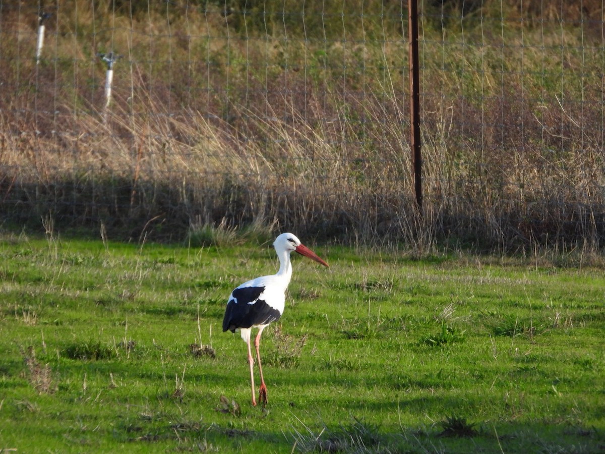 White Stork - ML646128821