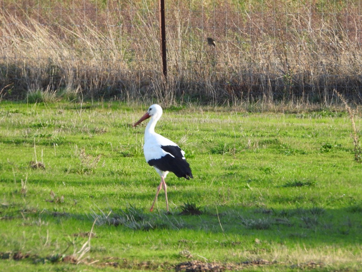White Stork - ML646128822