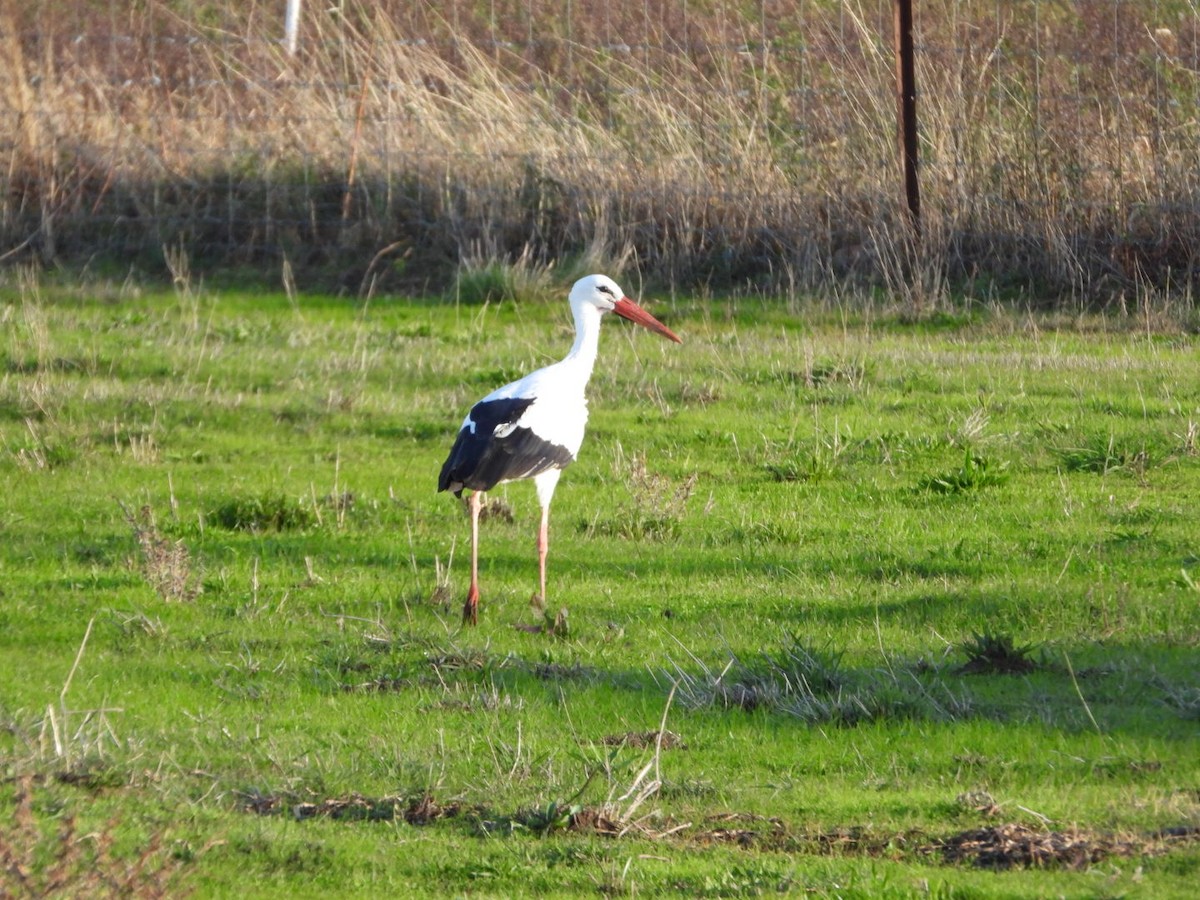 White Stork - ML646128823