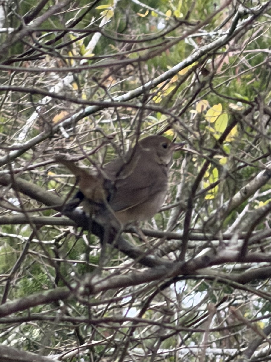 Hermit Thrush - ML646128827