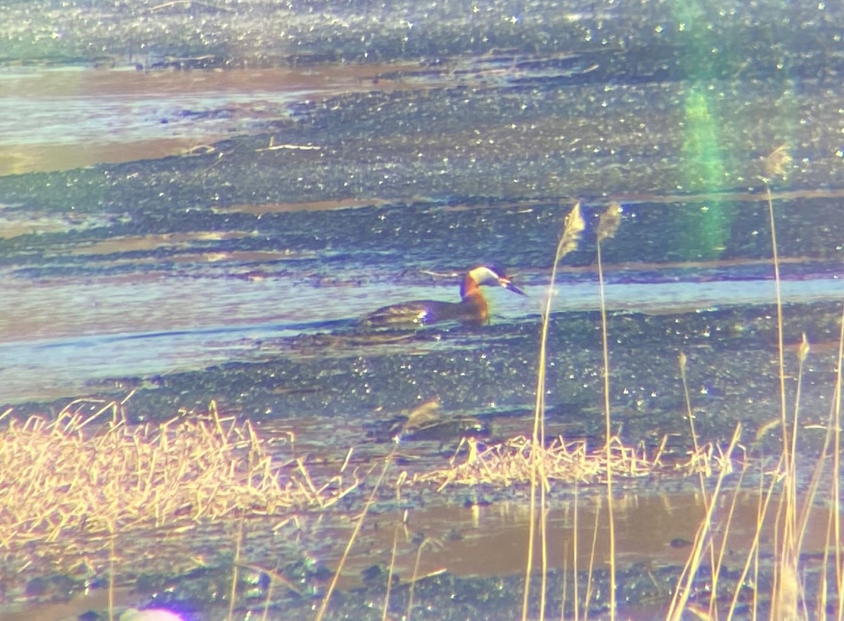 Red-necked Grebe - ML646128828