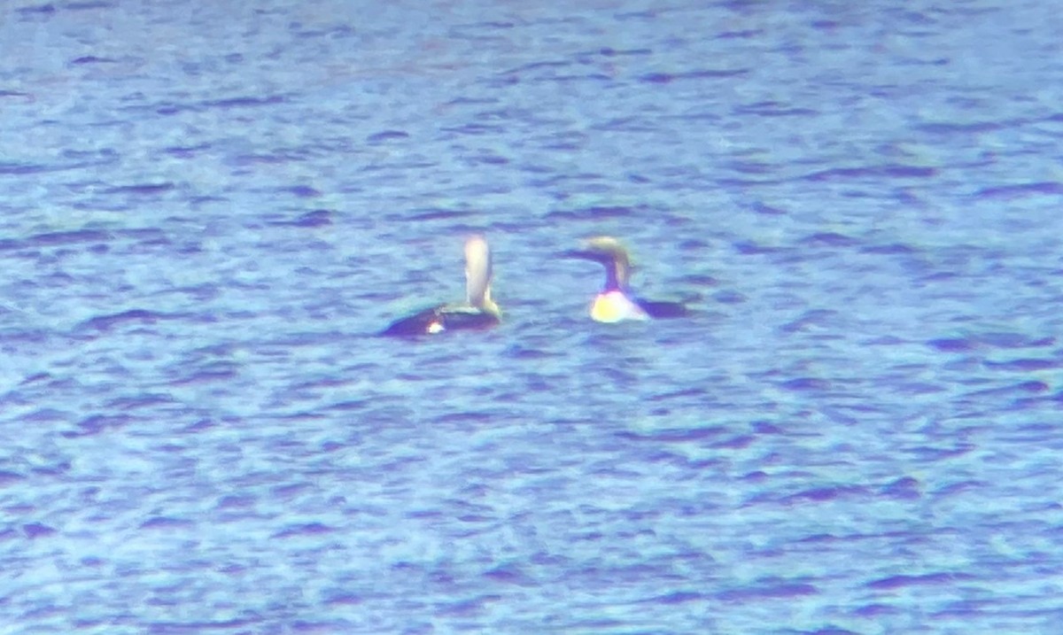 Arctic Loon - ML646128829