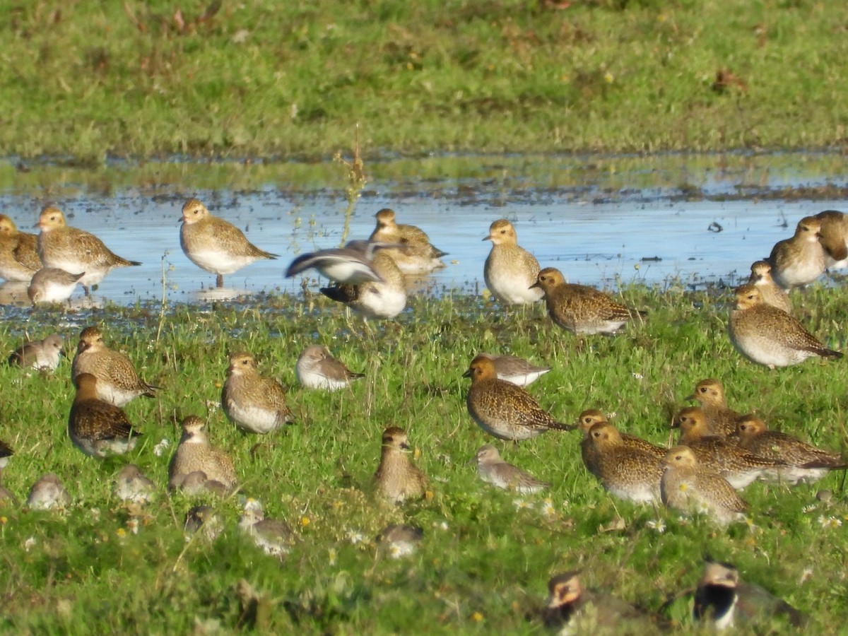 European Golden-Plover - ML646128830