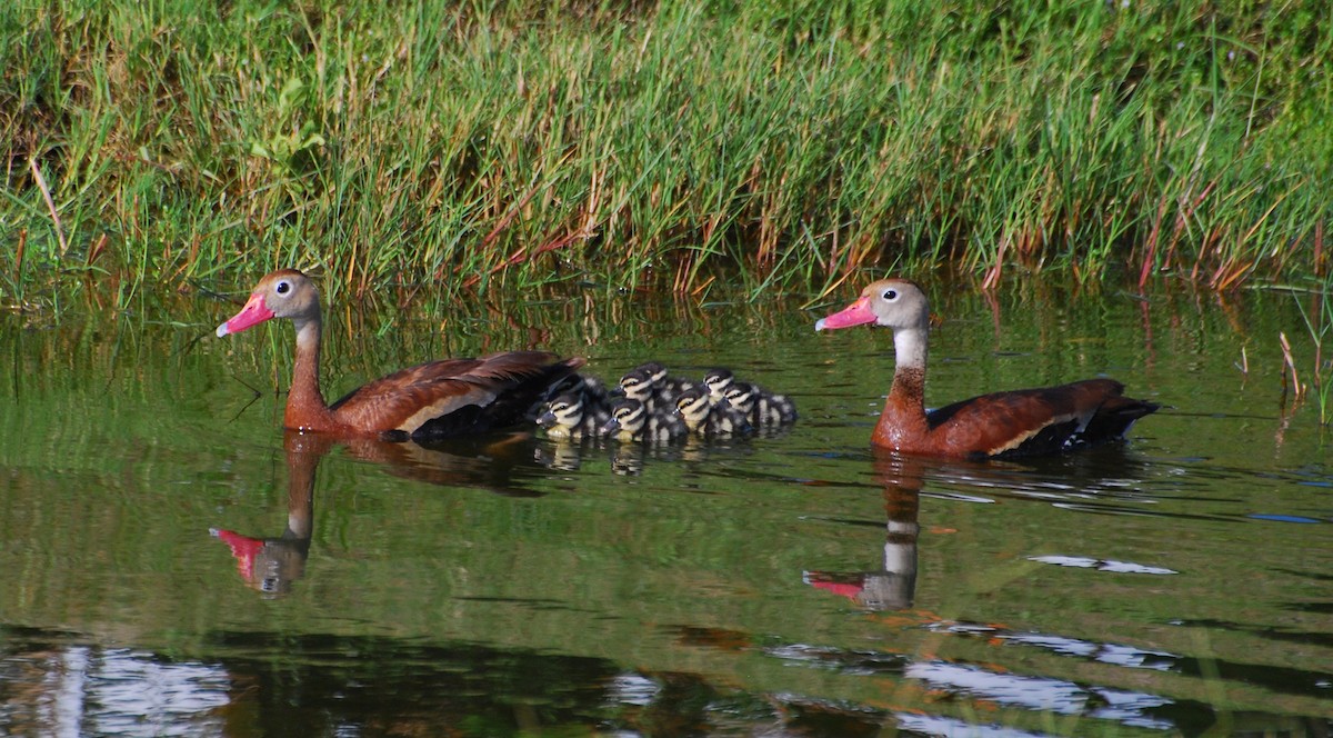 Black-bellied Whistling-Duck - ML646128831