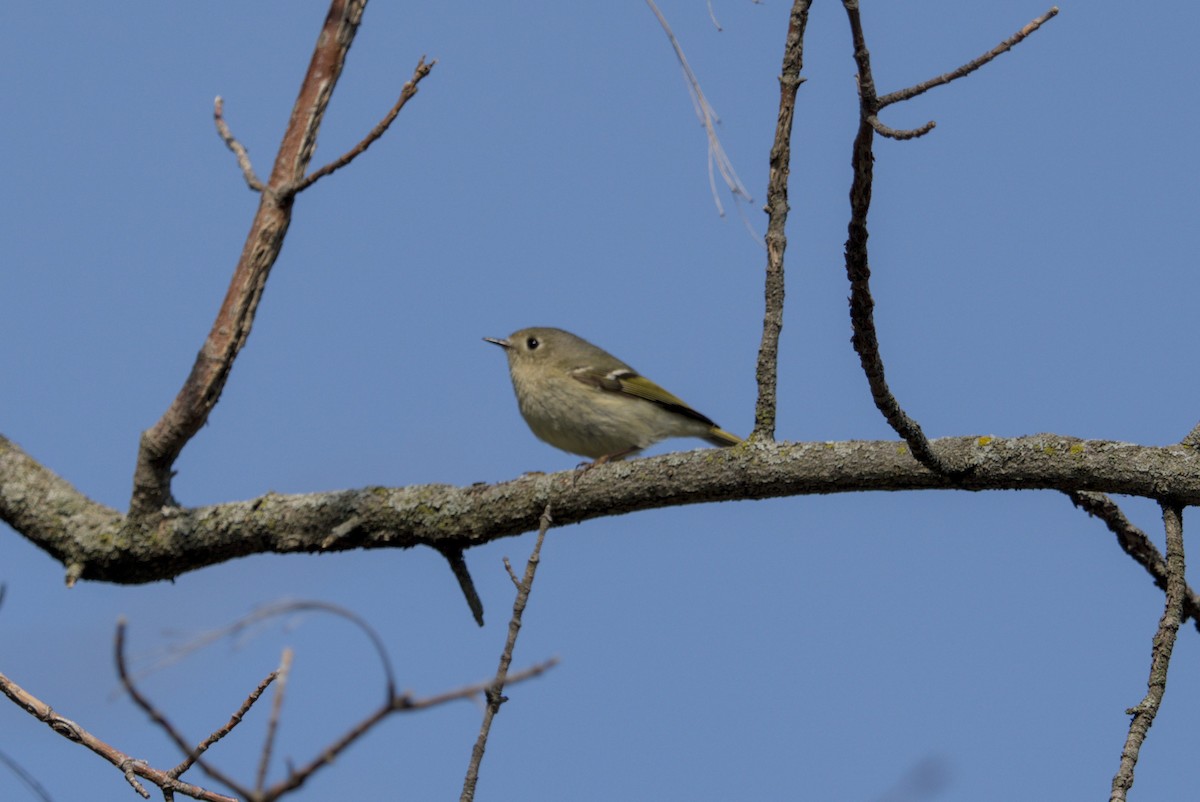 Blue-headed Vireo - ML646128832