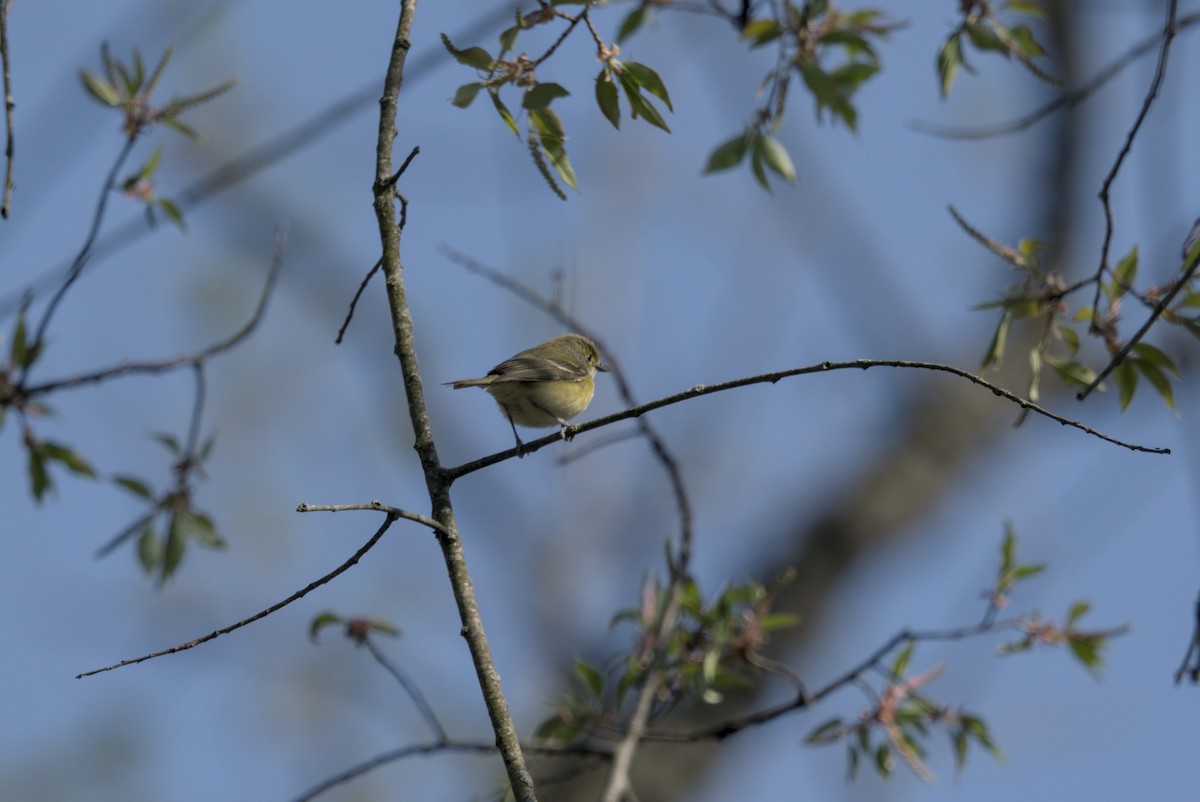 Blue-headed Vireo - ML646128833