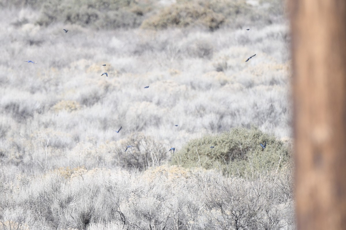 Mountain Bluebird - ML646128834