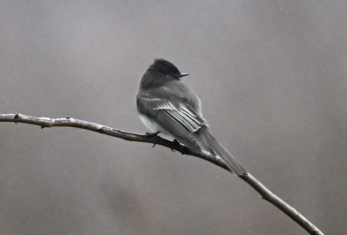 Black Phoebe - ML646128835