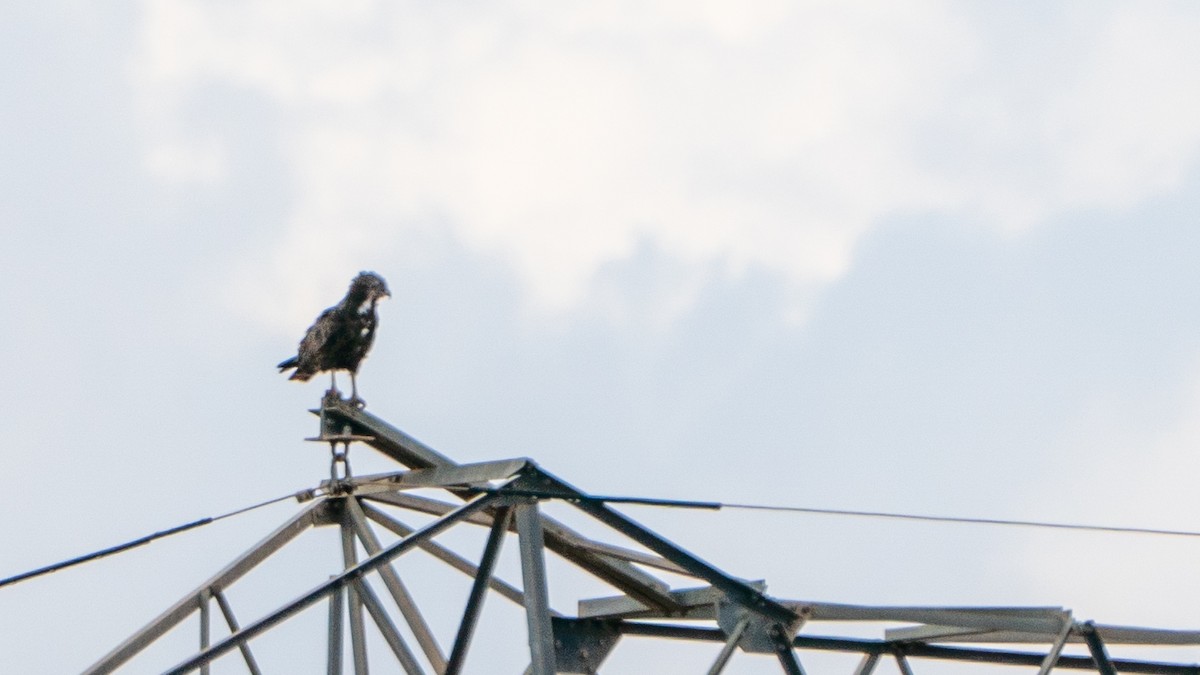 Brown Snake-Eagle - ML646128836