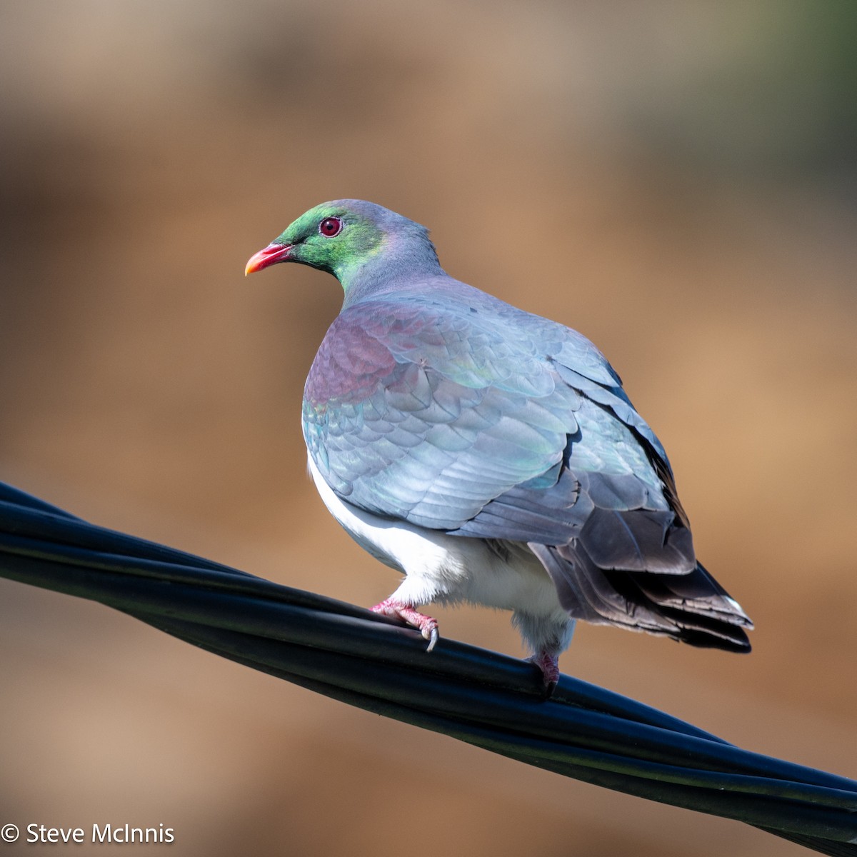 New Zealand Pigeon - ML646128837