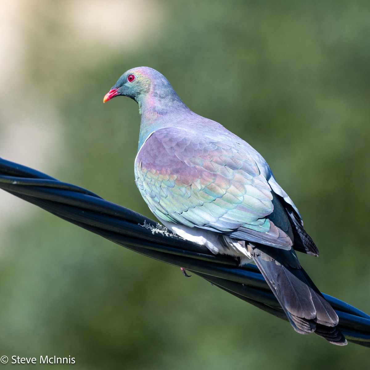 New Zealand Pigeon - ML646128838