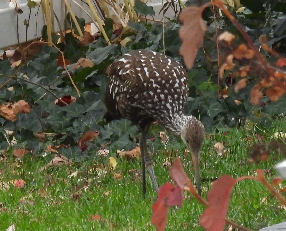 Limpkin - ML646128840